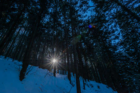 Snow covered forestの写真素材