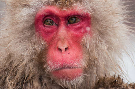 Snow Monkeyの写真素材