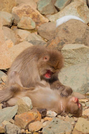 Snow Monkeyの写真素材