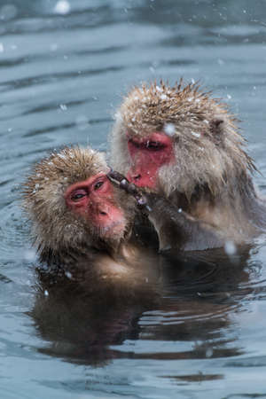 Snow Monkeyの写真素材