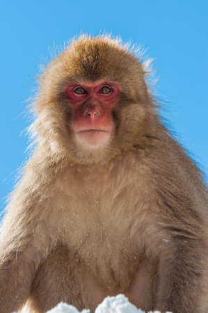 Snow Monkeyの写真素材