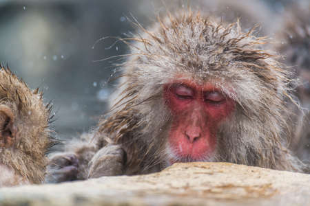 Snow Monkeyの写真素材
