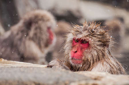 Snow Monkeyの写真素材