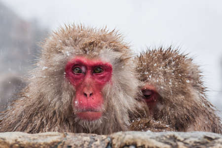 Snow Monkeyの写真素材