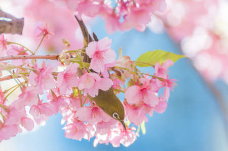 Cherry blossom and White-eyesの写真素材