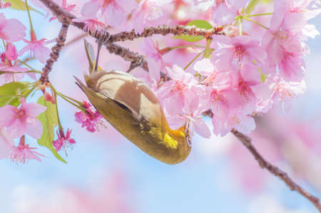 Cherry blossom and White-eyesの写真素材
