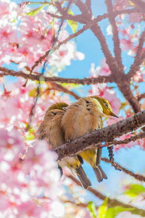 Cherry blossom and White-eyesの写真素材