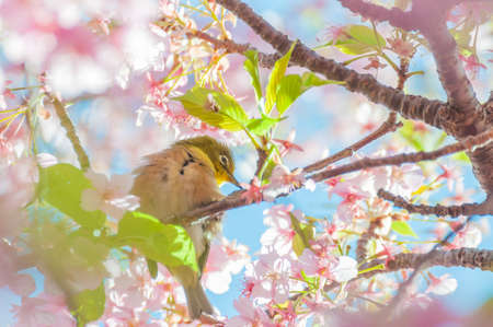 Cherry blossom and White-eyesの写真素材