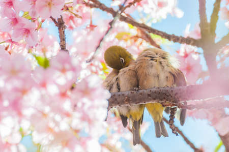 Cherry blossom and White-eyesの写真素材