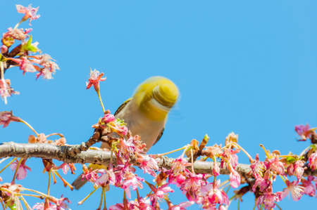 Cherry blossom and White-eyesの写真素材