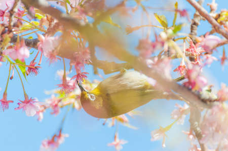 Cherry blossom and White-eyesの写真素材
