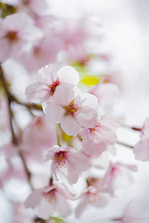 Cherry Blossomの写真素材