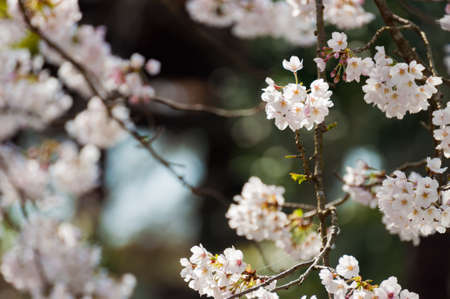Cherry Blossomの写真素材