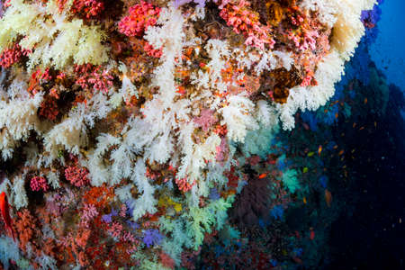 Beautiful softcoralの写真素材