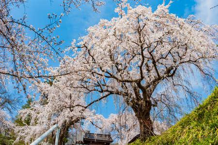 Weeping cherry treeの写真素材
