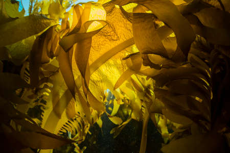 Seaweedの写真素材