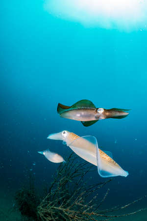 Bigfin Reef Squidの写真素材