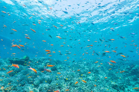 School of Anthiasの写真素材