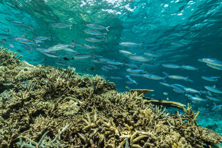 Coral reefの写真素材
