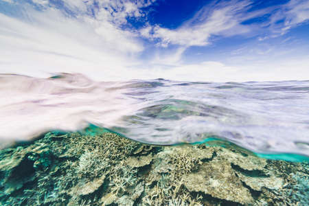 Coral reefの写真素材