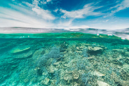 Coral reefの写真素材