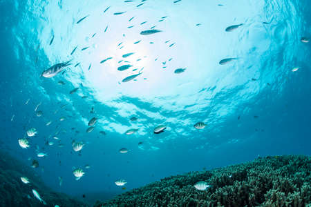 School of damselfish and chromisの写真素材