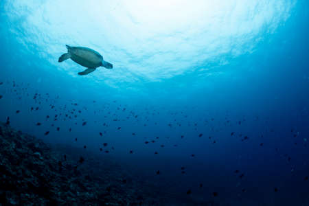 Green sea turtle swimming far awayの写真素材
