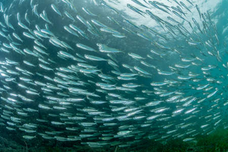The school of juvenile sardineの写真素材
