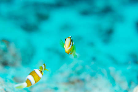 Juvenile anemonefishの写真素材