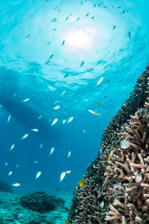 School of damselfish and chromisの写真素材