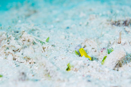 The School of juvenile anemonefishの写真素材