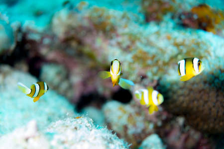 The School of juvenile anemonefishの写真素材