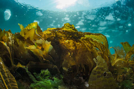 Seaweed , background drift iceの写真素材