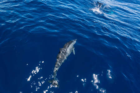 Dolphinの写真素材