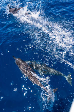Dolphins swimmingの写真素材