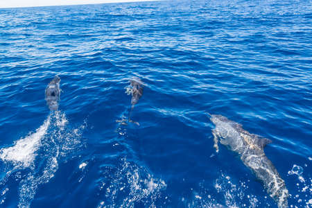 Dolphinの写真素材