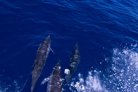 Dolphinの写真素材