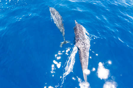 Dolphinの写真素材