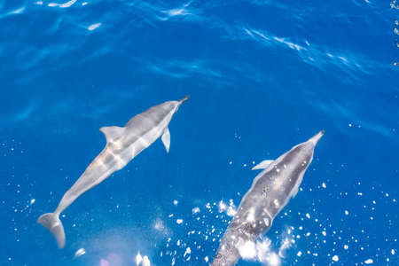 Dolphinの写真素材