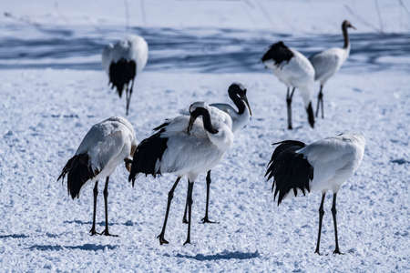 Japanese crane in Tsurui villageの写真素材
