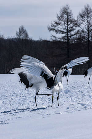 Japanese crane in Tsurui villageの写真素材