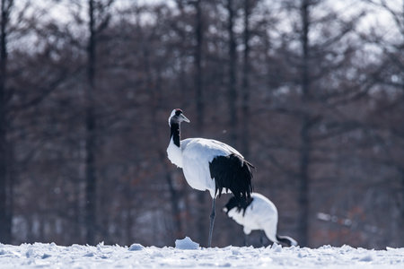 Japanese crane in Tsurui villageの写真素材