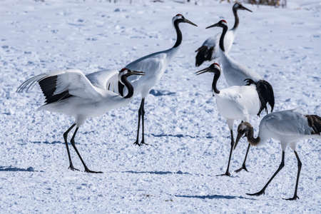 Japanese crane in Tsurui villageの写真素材