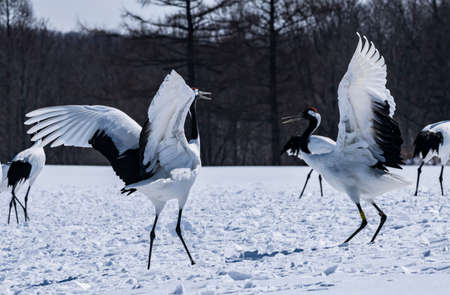 Japanese craneの写真素材