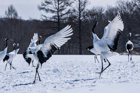 Japanese craneの写真素材