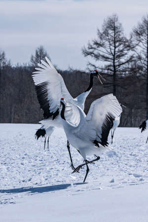 Japanese craneの写真素材