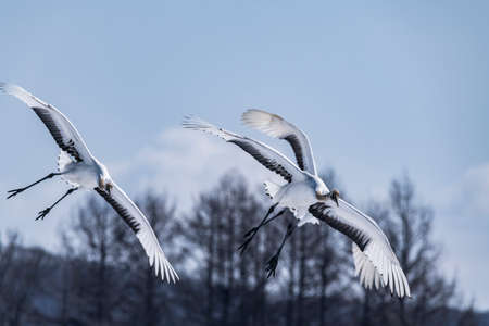 Japanese craneの写真素材