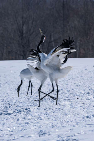 Japanese craneの写真素材