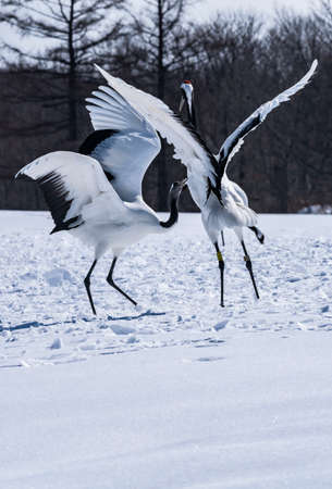 Japanese craneの写真素材