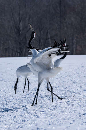 Japanese craneの写真素材